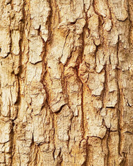 Obraz premium Macro view of tree bark revealing intricate textures and natural patterns in warm tones