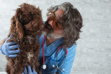 Caucasian veterinarian in blue scrubs and glasses holds and interacts with a brown curly-haired dog
