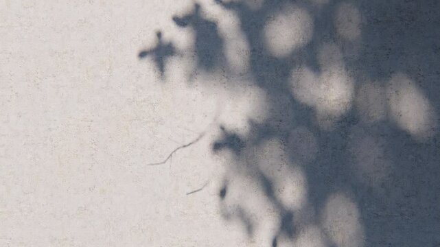 shadow overlay wall texture sunlight leaf shade abstract 3d render. shadows light nature plant leaves branch tree foliage design backdrop. wallpaper mockup background white effect minimal natural.