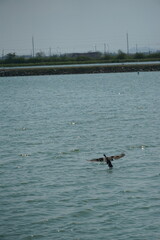 Eagle hunting in shallow waters coastal wetlands wildlife photography natural environment low angle majestic nature