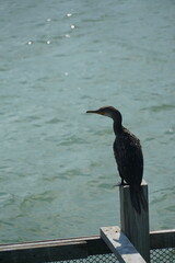 Bird observation coastal shoreline wildlife photography natural habitat side view serenity and biodiversity
