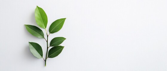 fresh green leaves on a minimalist background
