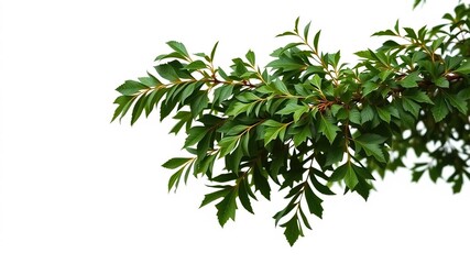 Obraz premium Dense foliage of green leaves on a beech branch against a plain white background, photography, isolated