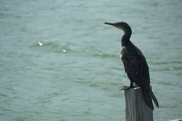 Cormorant perched on post coastal waters wildlife photography natural habitat close-up birdwatching insights