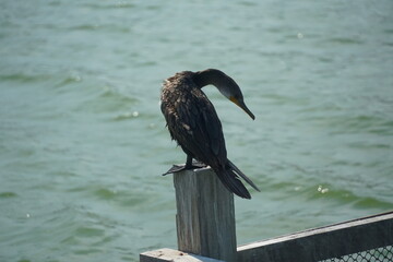 Cormorant bird perched on dock post coastal water body wildlife photography natural habitat close-up nature conservation