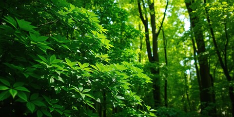 Obraz premium detailed view of lush green foliage in a forest setting with dappled light filtering through the trees, dappled light, tree branches