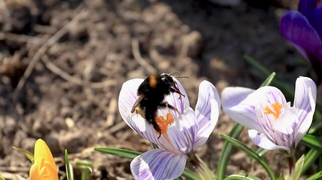 A bumblebee flies from flower to flower in early spring. Macro shot of spring flowers crocuses after the snow melts