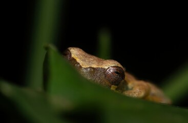 Shy Hylidae Frog (Dendropsophus) on leaf in Amazon Rainforest