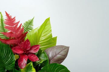 Obraz premium vibrant tropical plants with colorful foliage for home decor