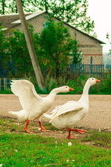 White geese on a farm. Close-up of ducks. Drake swimming in water. Eating green grass in a field on the shore of a lake. Domestic animals. (in Latin - Anser caerulescens). in their natural habitat.