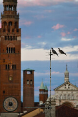Obraz premium Piccioni al tramonto su Cremona