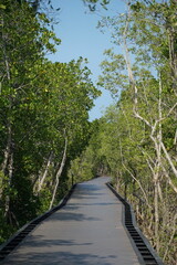 Exploring mangrove trails nature walk in tropical setting scenic boardwalk calm environment inviting perspective for eco tourism