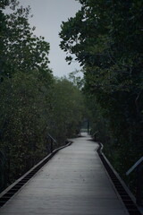 Exploring serene nature paths mangrove forest photography lush greens ground level tranquility and escape