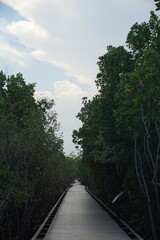 Obraz premium Exploring a serene mangrove pathway nature reserve landscape photography tranquil environment eye-level view eco-tourism concept