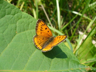 Butterfly female of Large copper, Lycaena dispar on green leaf in meadow - close-up. Topics: beauty of nature, vegetation, flora, fauna, macro, summer, season, natural environment, field