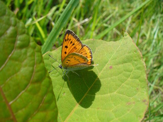 Obraz premium Butterfly female of Large copper, Lycaena dispar on green leaf in meadow - close-up. Topics: beauty of nature, vegetation, flora, fauna, macro, summer, season, natural environment, field