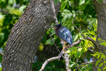 Green heron (Butorides virescens) is a small heron of North and Central America.