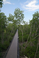 Nature walk mangrove forest photography serene landscape bird's eye view environmental awareness