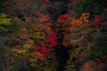 Momiji Naturaleza Bosque forest arce japonés Japan