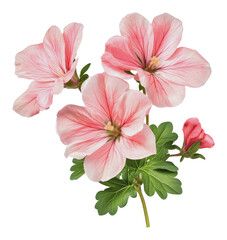 Obraz premium PNG Delicate pink geranium flowers & leaves