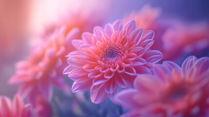 Vibrant pink flowers bloom in soft morning light creating a peaceful atmosphere