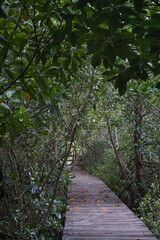 Exploring a serene walking path lush mangrove forest nature photography tranquil environment ground level view eco-tourism concept