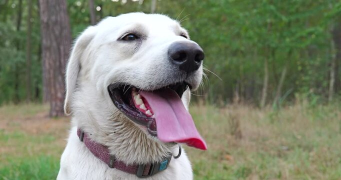 White Labrador dog breathing heavily after a walk. The dog breathes hard showing long tongue. Big Close Up BCU