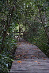 Obraz premium Nature walk along a tranquil wooden path lush green forest scenic photography serene environment close-up view peaceful escape