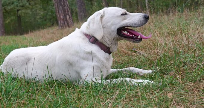 White Labrador dog breathing heavily after a walk. The dog breathes hard showing long tongue. MLS Medium Long  Shot