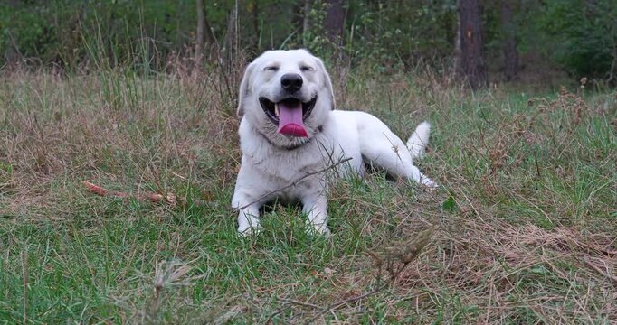 White Labrador dog breathing heavily after a walk. The dog breathes hard showing long tongue. MLS Medium Long  Shot