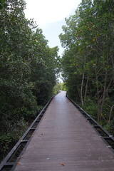 Exploring nature's pathway scenic boardwalk through lush mangroves coastal environment tranquil atmosphere inviting perspective