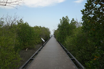 Exploring nature trails wooden walkway through lush mangroves coastal area scenic photography tranquil environment landscape perspective
