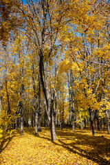 A forest with trees in the foreground and background