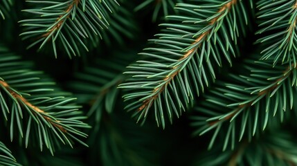 Close-up of green pine needles on branches against a dark background, showcasing the intricate texture and natural details of evergreen foliage.