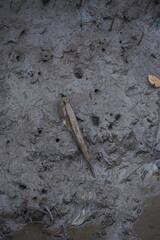 Fish breathing on muddy shore wetland habitat wildlife photography natural environment ground-level perspective biodiversity exploration