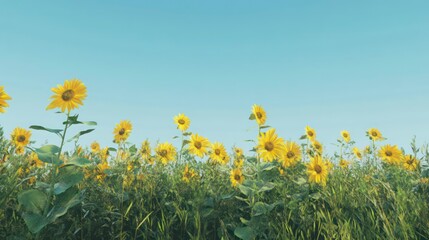 Obraz premium A field of tall sunflowers under a clear blue sky.