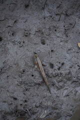 Fish encountering muddy terrain in wetland habitat nature photography close-up perspective environmental awareness