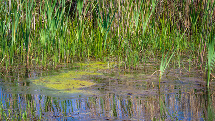 Wetland Elements