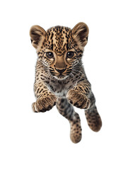 Naklejka premium Arabian Leopard Cub Leaping in Stunning Detail