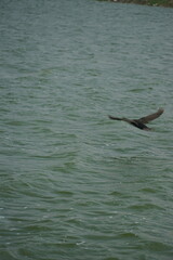 Bird in flight above tranquil water nature scene wildlife photography calm environment aerial perspective serenity and freedom