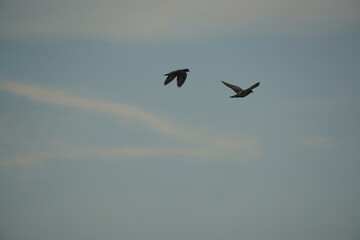 Obraz premium Birds in flight open sky wildlife photography serene environment aerial perspective freedom and nature