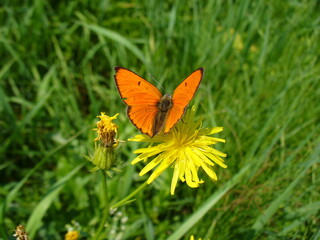 Butterfly male of Large copper, Lycaena dispar on yellow field flower Smooth hawksbeard, Crepis capillaris in meadow - close-up. Topics: beauty of nature, blooming, flowering, vegetation, flora, fauna