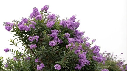 Isolated Purple Flower Shrub against a White Background, greenery, purple garden flowers, white background, solo flowers
