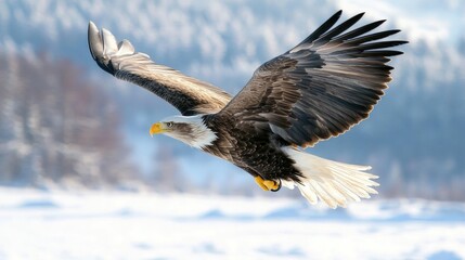 Obraz premium Majestic white-tailed eagle soaring gracefully over a serene winter landscape, showcasing its powerful wings and striking plumage against a snowy backdrop.