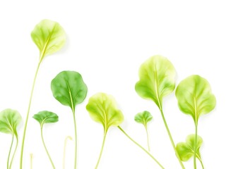 isolated watercolor watercress on a white canvas, white background, garden fresh