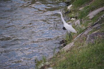 Elegant white heron fishing by the riverside natural habitat wildlife photography serene environment close-up view nature's beauty
