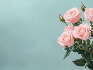 Fototapeta premium beautiful pink roses on a soft green background