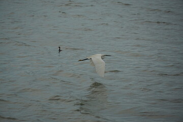 Graceful bird in flight over tranquil water coastal scene wildlife photography serene environment aerial view nature's beauty