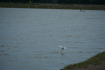 Bird in motion wetland area wildlife photography natural habitat low angle graceful flight of an egret