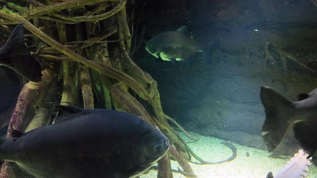 giant pacu fish in Aquarium 